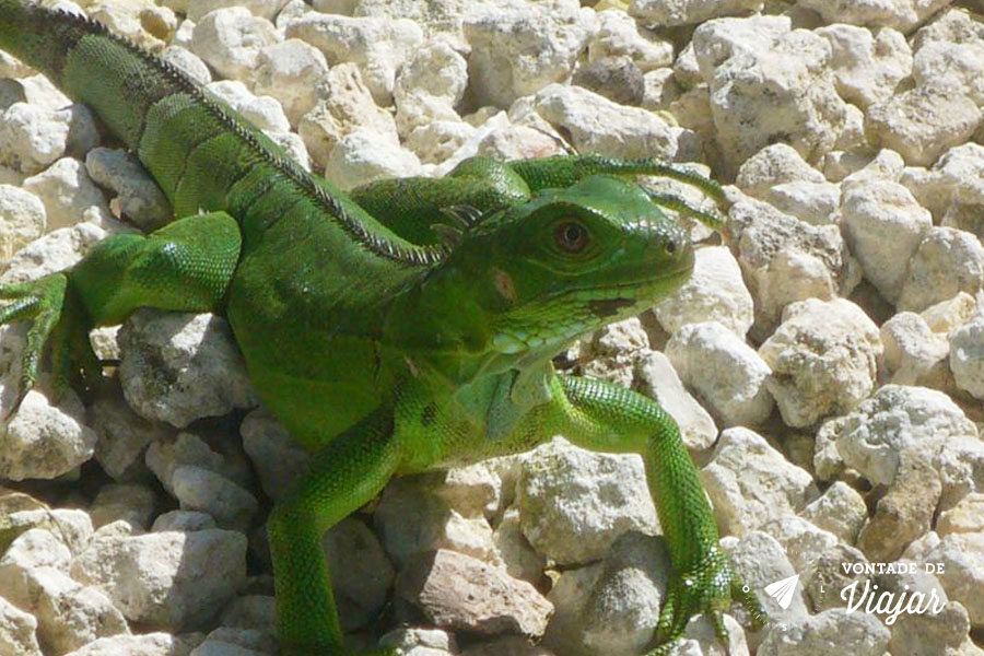 Lagartos e iguanas estão por toda a ilha