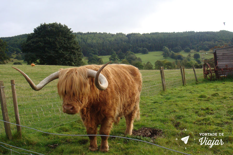 Escocia - Gado tipico das Highlands