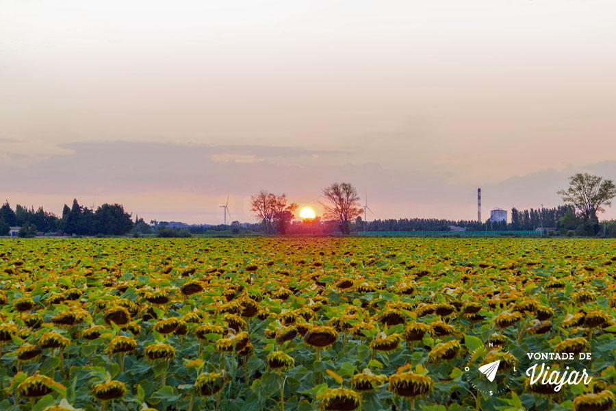 Van Gogh em Provence - Campos de girassol